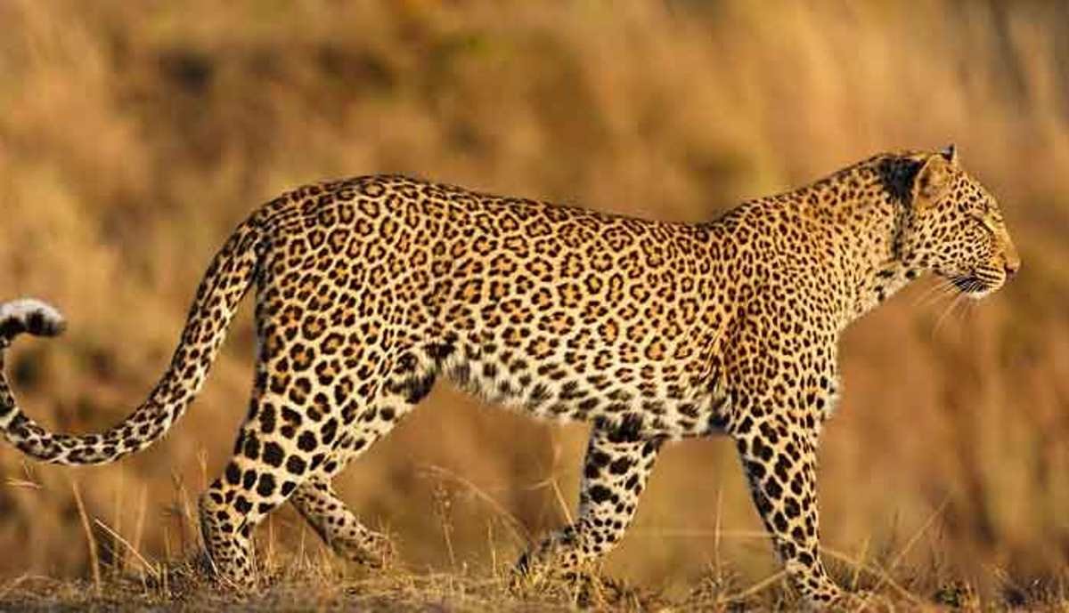 Leopard State Madhya Pradesh