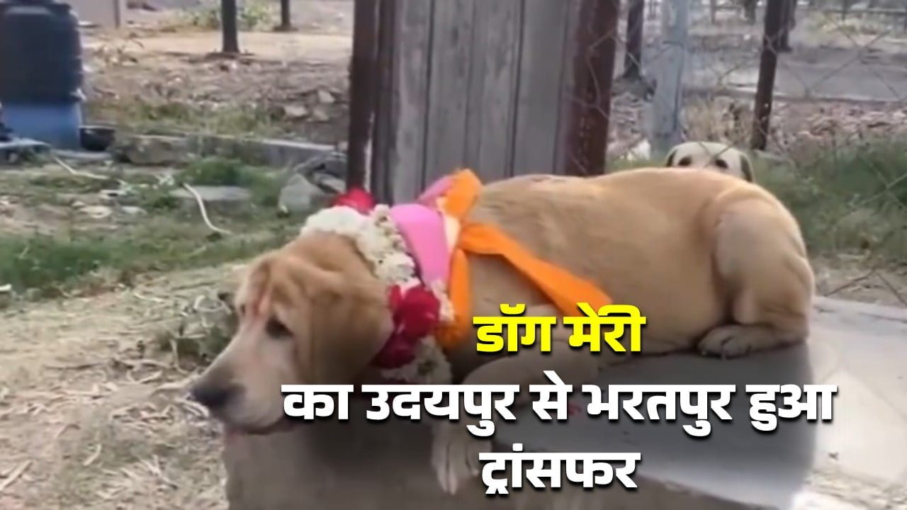 Dog Mary transferred from Udaipur to Bharatpur