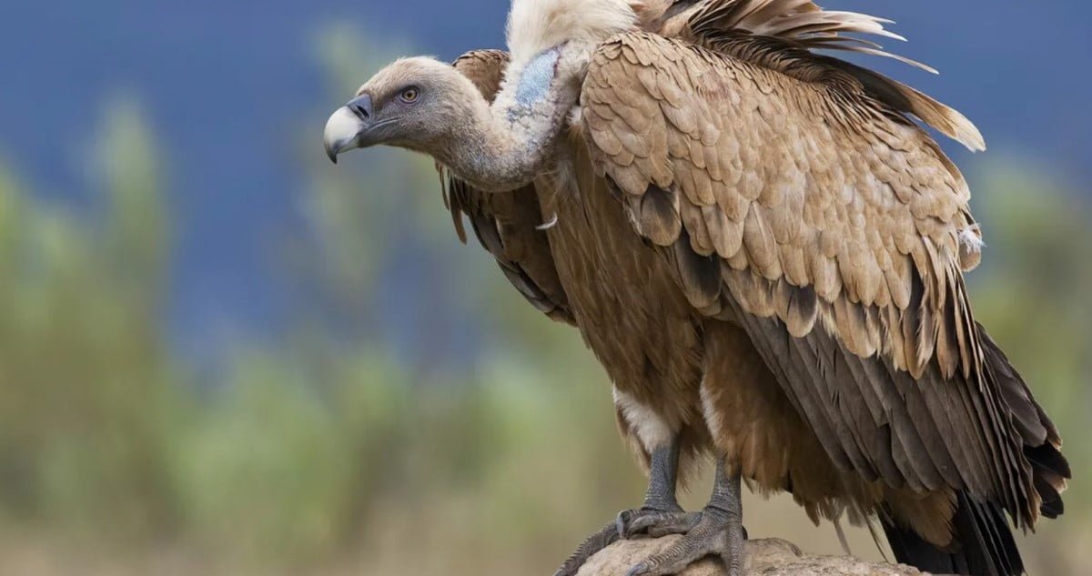 Vultures Counting in anuppur