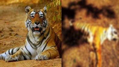 बांधवगढ़ टाइगर रिजर्व में दो बाघ शावकों की मौत, जांच मे जुटा वन विभाग