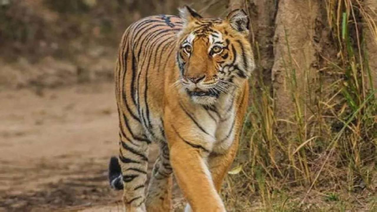 Bandhavgarh Tiger Reserve में फिर एक बाघ की मौत !